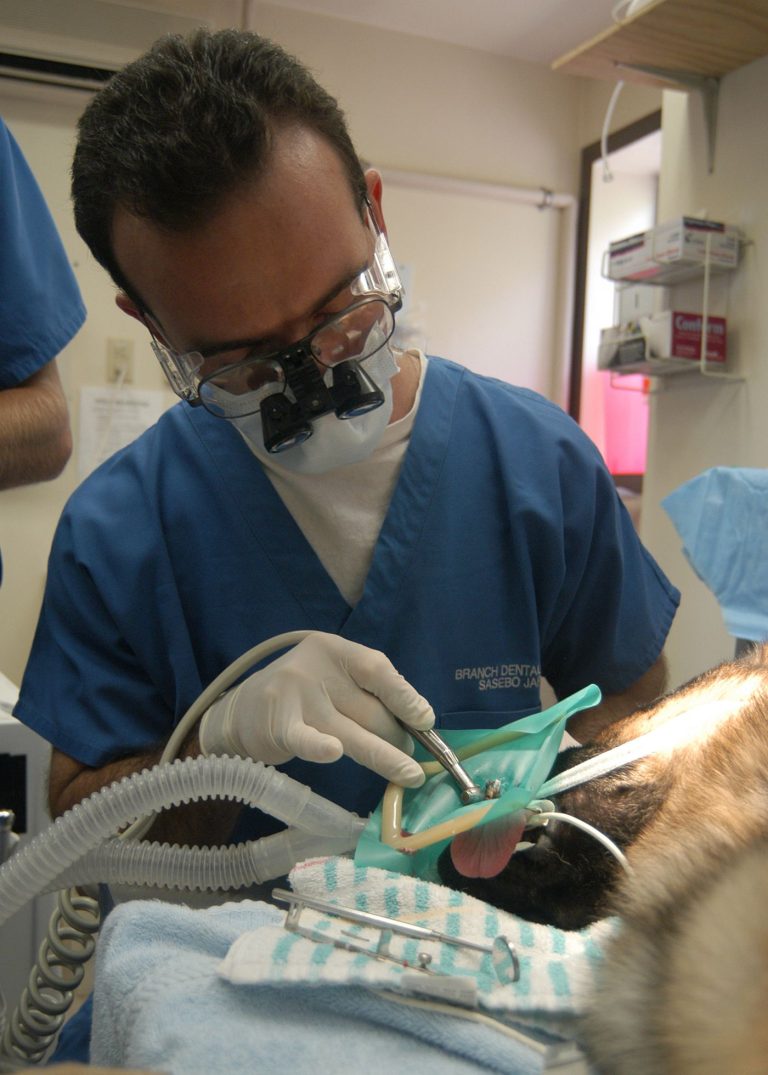 Dentists Join Antibiotic Stewardship With New Guidelines A dental clinic